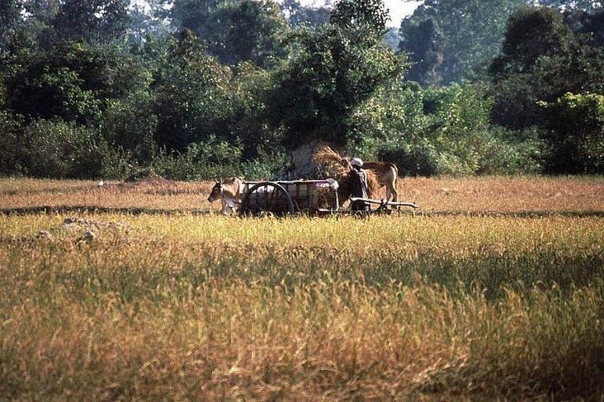 Ox Cart 5
