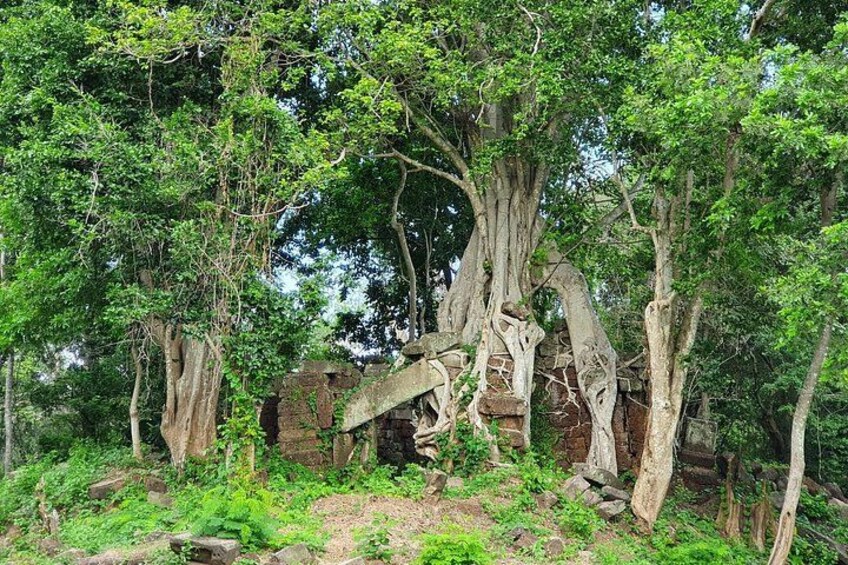 Un bosque con árboles grandes, una estructura en ruinas y terreno rocoso. 5