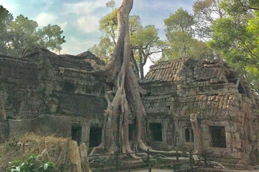 Ta Prohm temple 3