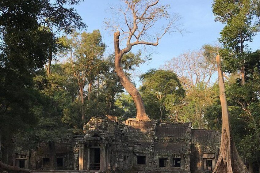 Ta Prohm Temple 4