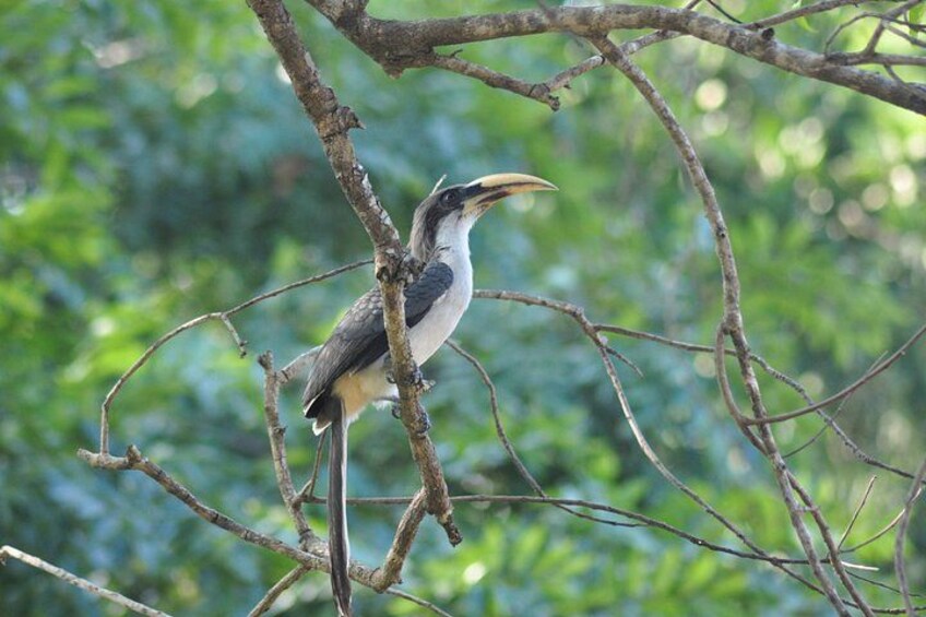 Sri Lanka 06 Days Wildlife & Sightseeing Tour 1