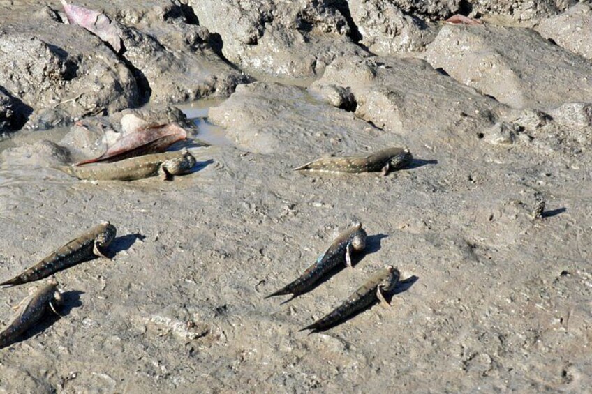 En stenet strand med flere fisk på jorden. 2