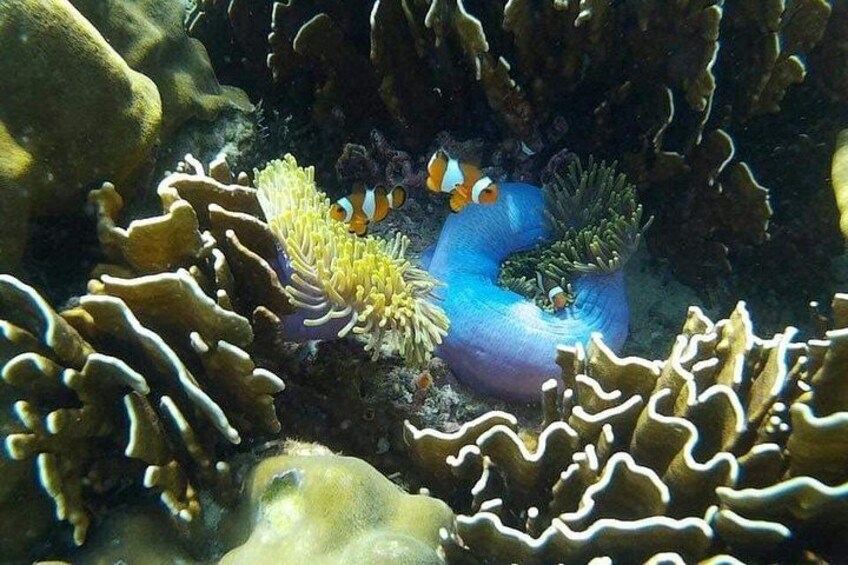 A marine environment with coral formations and a sea anemone. 3