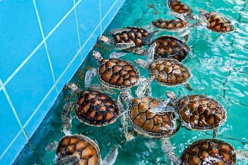 A group of sea turtles swimming in a pool. 3