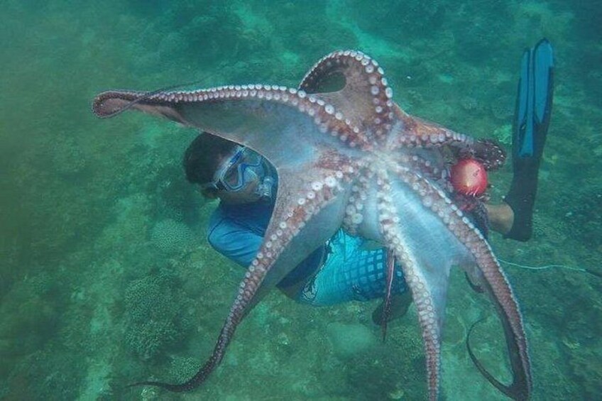 A person scuba diving with an octopus. 1