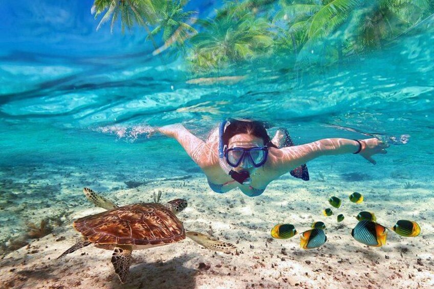 A person snorkeling underwater with a sea turtle and tropical fish. 1