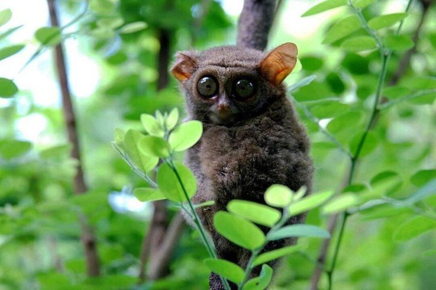 A small, furry animal with large eyes perched on a branch surrounded by green foliage. 2