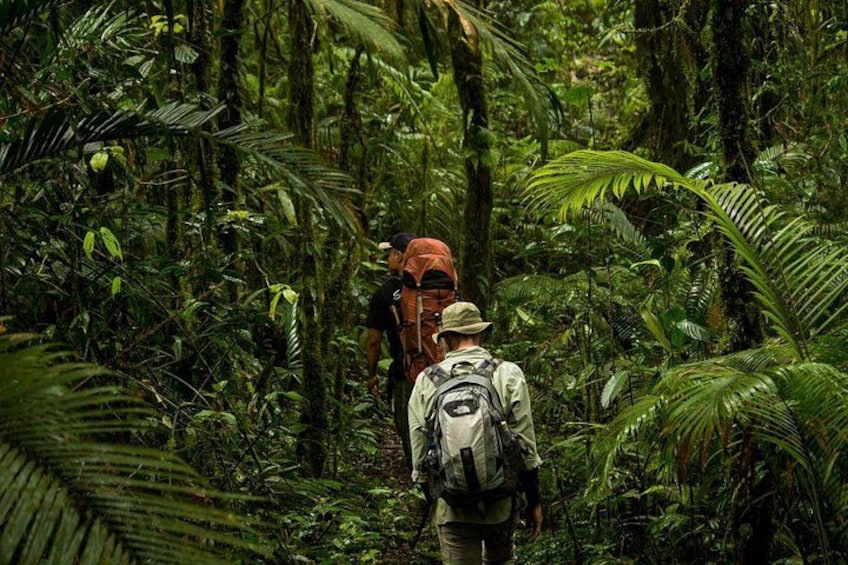 Two hikers in a dense forest with ferns and trees. 1