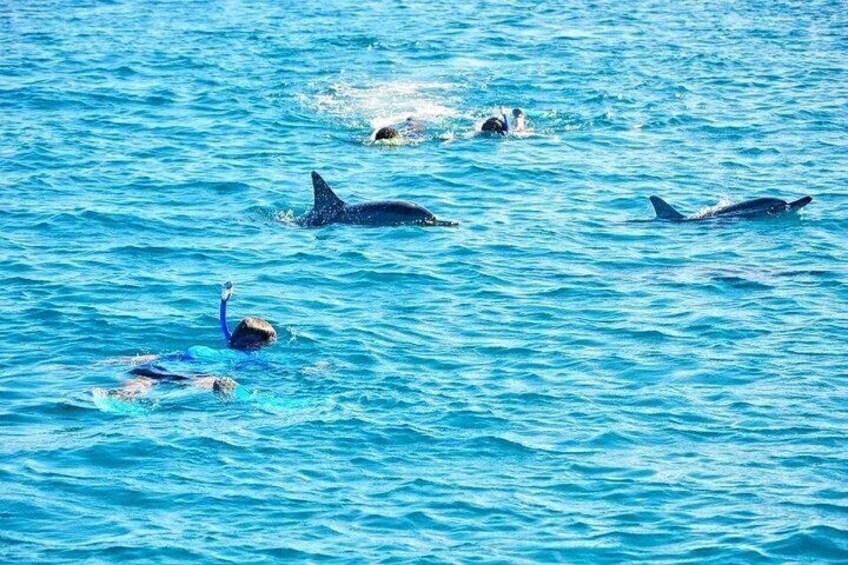 En person snorkler med delfiner i havet. 2