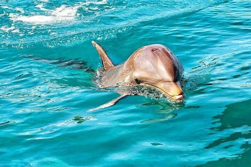 Swimming with Wild Dolphins 1