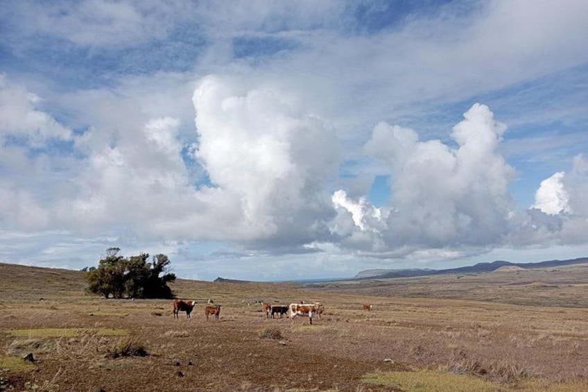 Un champ verdoyant où paissent des vaches, un arbre isolé et un ciel nuageux. 5