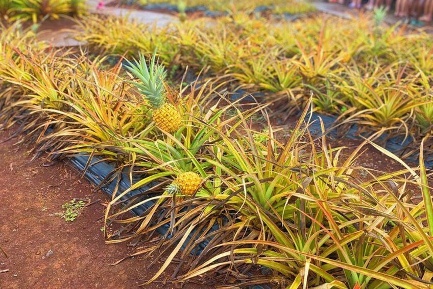 【Dole plantation】
Pineapple Farm
>Photo 07.2021 5
