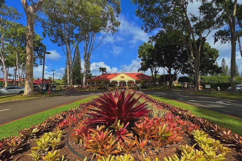 The Iconic Dole Plantation 4