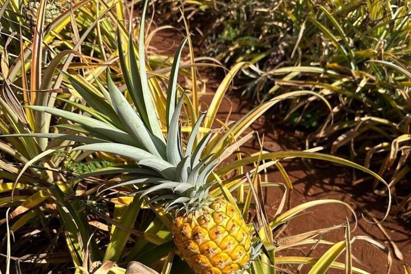 Diamond Head Hiking and Oahu Circle Island Tour feat. North Shore 5