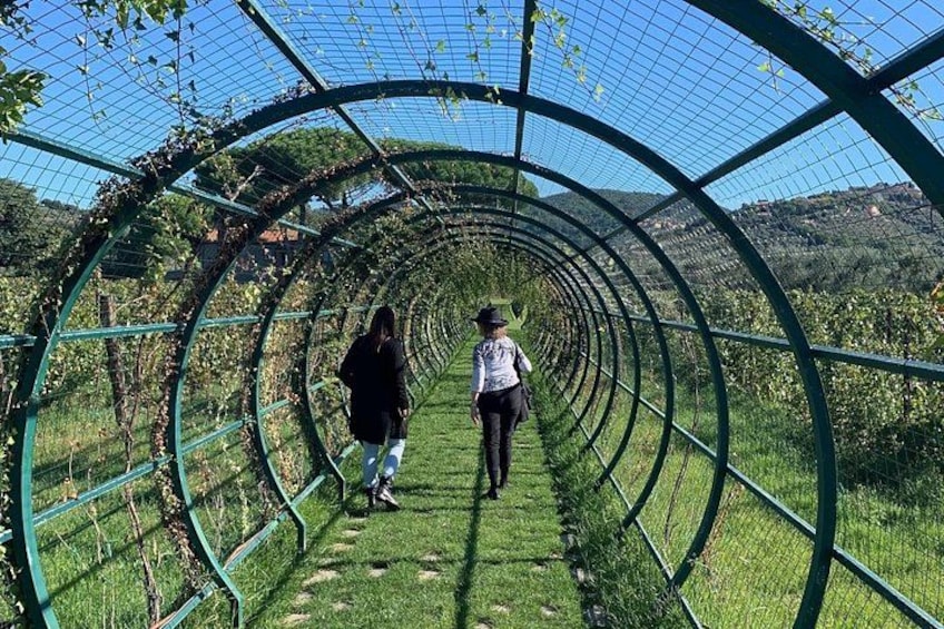 A tunnel-like structure with greenery and a clear sky. 2