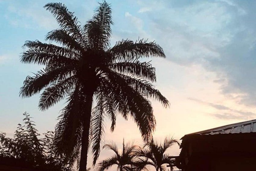 Una alta palmera silueteada contra un cielo nublado. 5