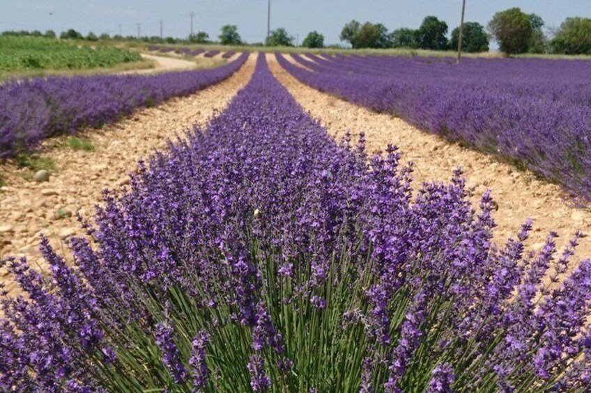 A lavender field with rows of purple flowers. 5