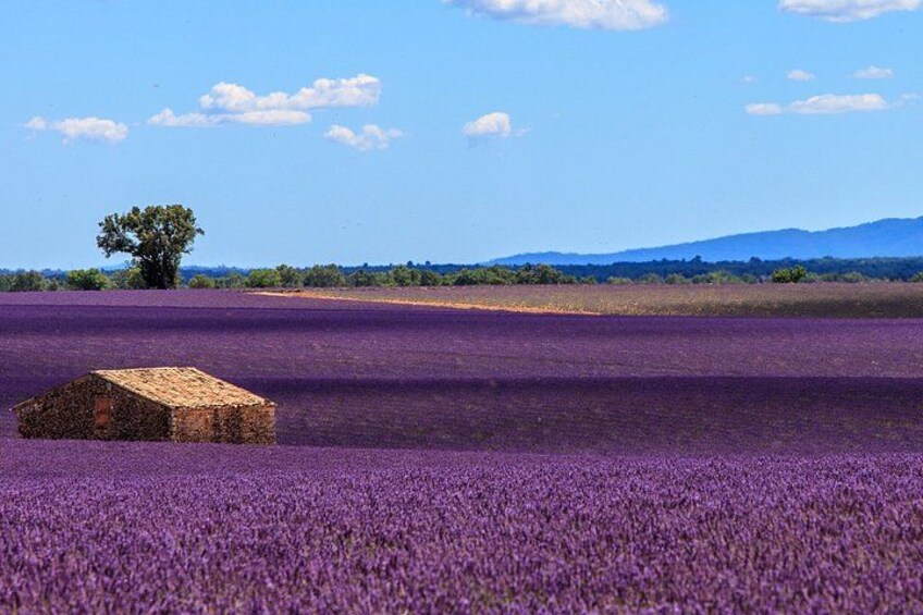 A lavender field with a small stone building and a tree in the distance. 3