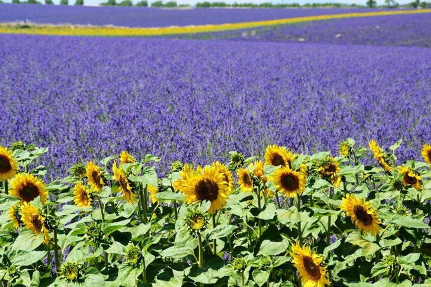 Un champ de tournesols au premier plan, avec un champ de lavande en arrière-plan. 2
