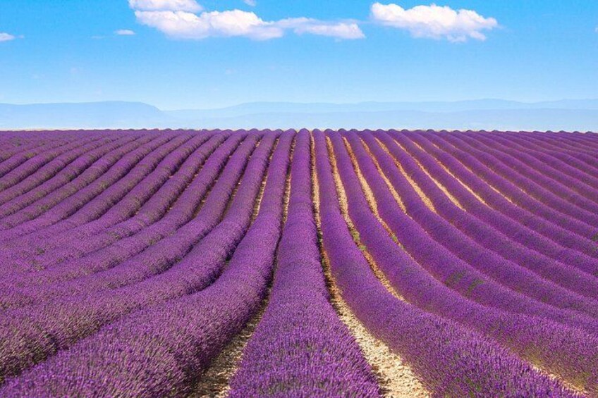 A lavender field with rows of purple flowers under a clear sky. 2