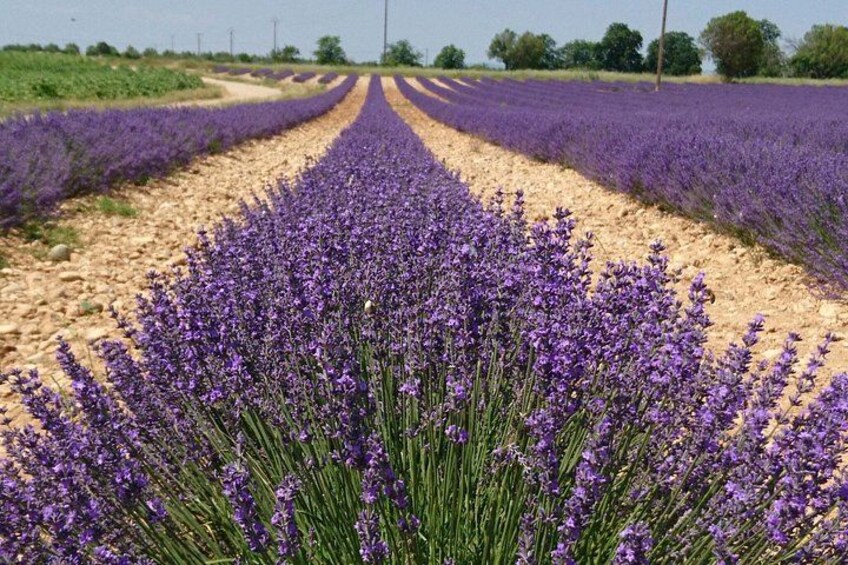 A lavender field with rows of purple flowers. 3
