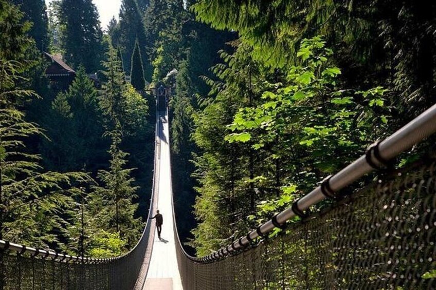 A zipline through a forest. 3