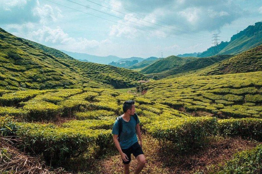 A person standing in a tea plantation with terraced hills in the background. 5
