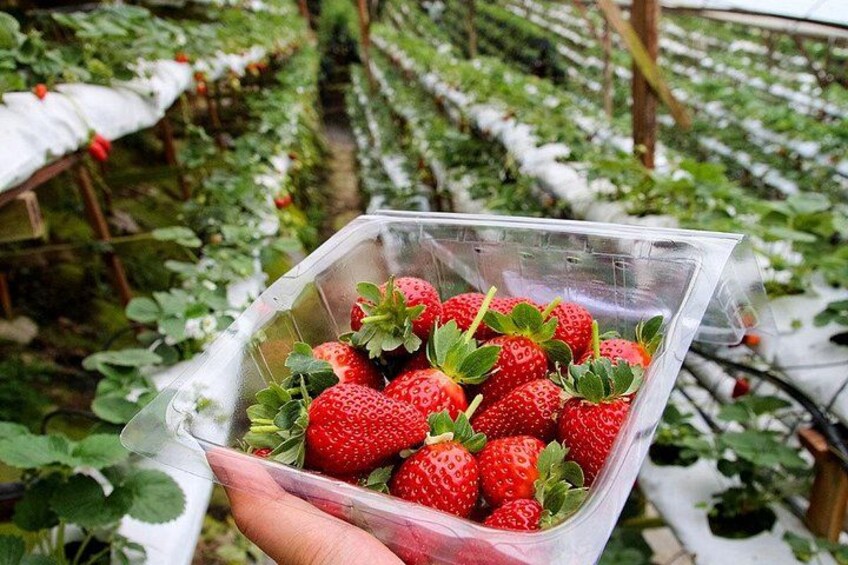 A person holding a clear plastic container filled with strawberries in a strawberry field. 3