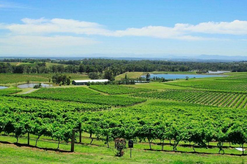 A vineyard with rows of grapevines, a small body of water, and distant mountains. 2