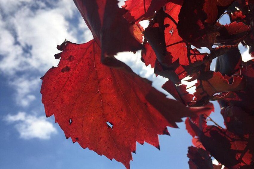 Autumn is just as good as Spring, this was such a great time to see the season changing. 4