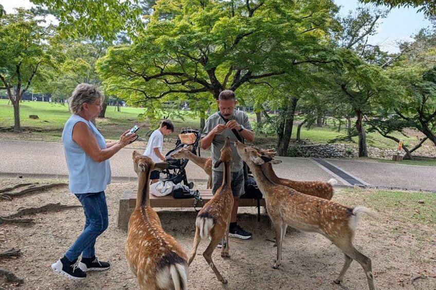 Nara Customized Private Tour in 1 Day with Licensed Guide 5