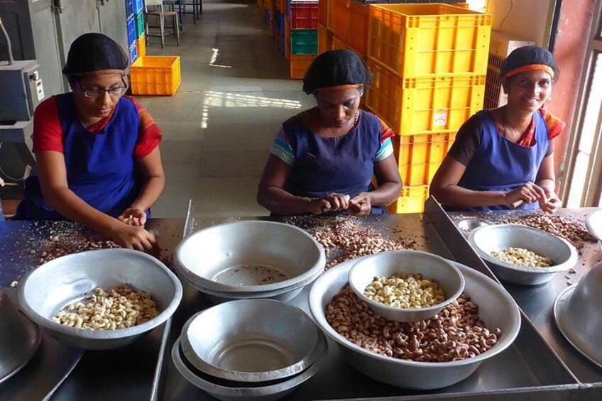 Three women sorting nuts at a table with multiple bowls. 5
