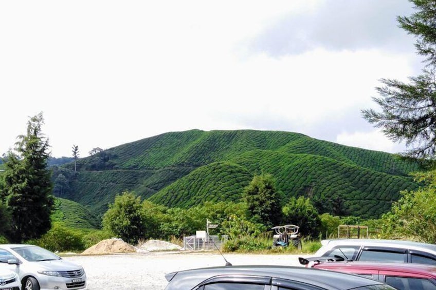 Cameron Highland Private Day Tour 1