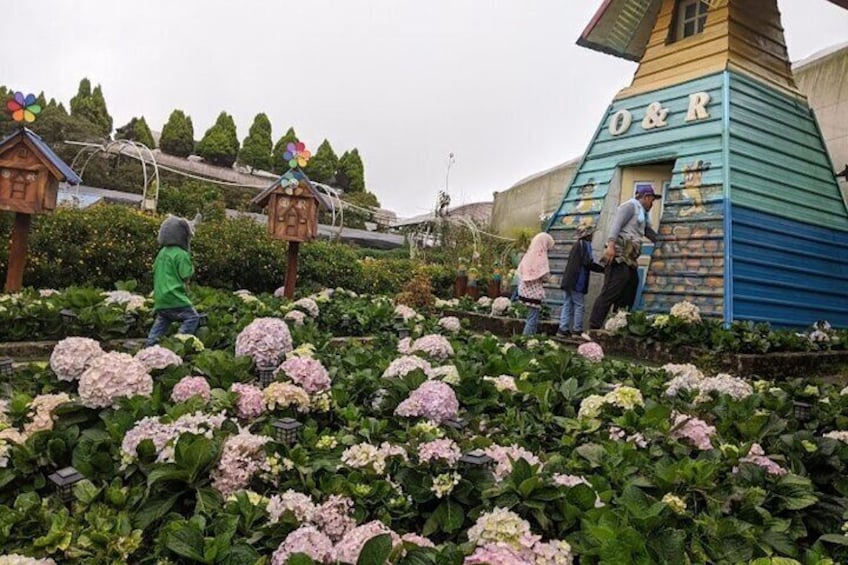 Cameron Highland Private Day Tour 3