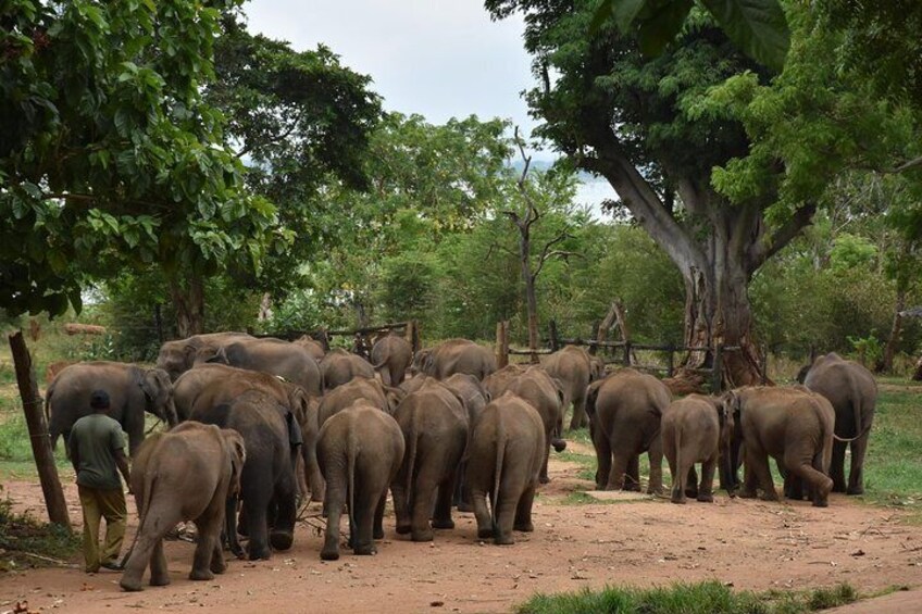 Elephant Transit Home 2