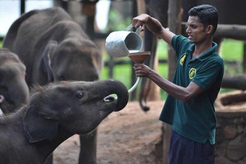 Elephant Transit Home 3