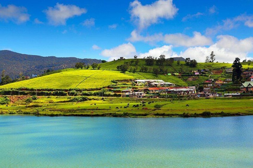 Kandy to Nuwara Eliya Day Trip – Little England & Tea Country 2