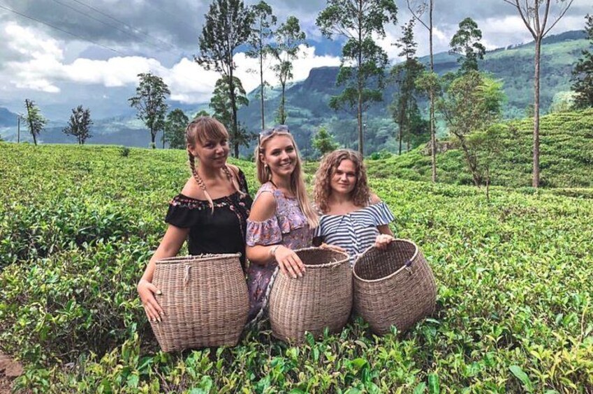 Tea Plucking & Tea Factory Tour 2
