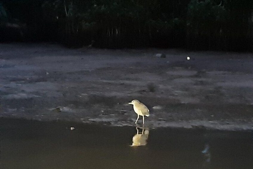 Un oiseau perché sur une surface d’eau qui reflète son image, avec une forêt en arrière-plan. 2