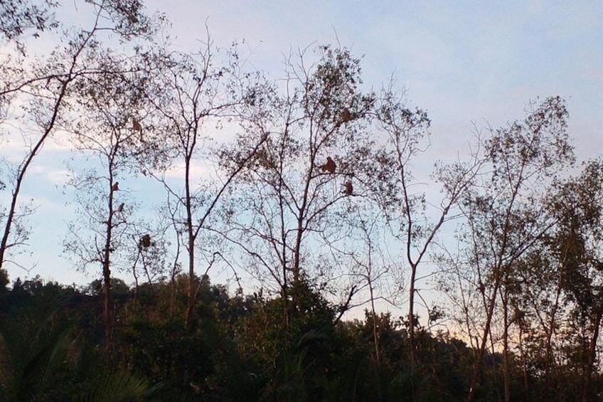Un paysage arboré, avec un ciel dégagé. 4