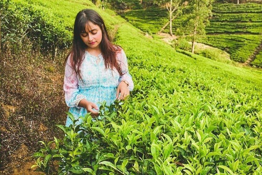 The Tea Hubs of Srilanka 5
