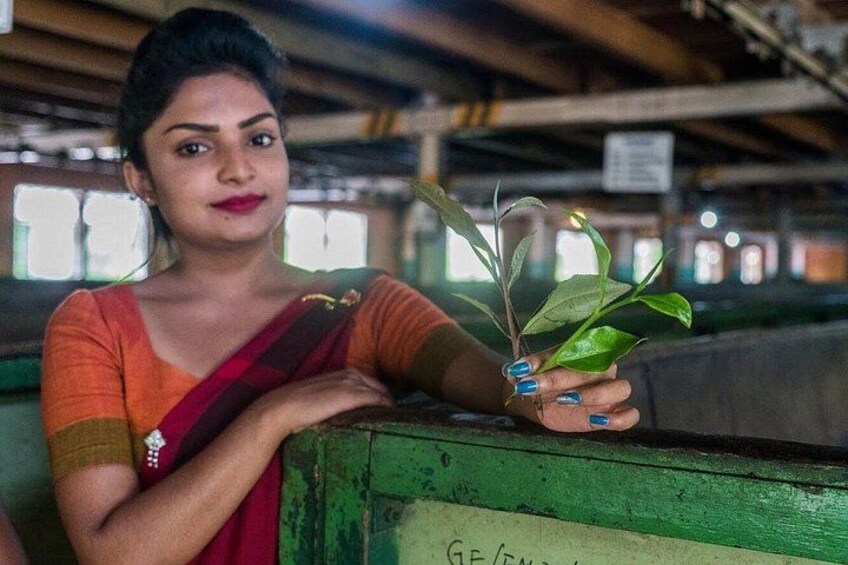 The Tea Hubs of Srilanka 1