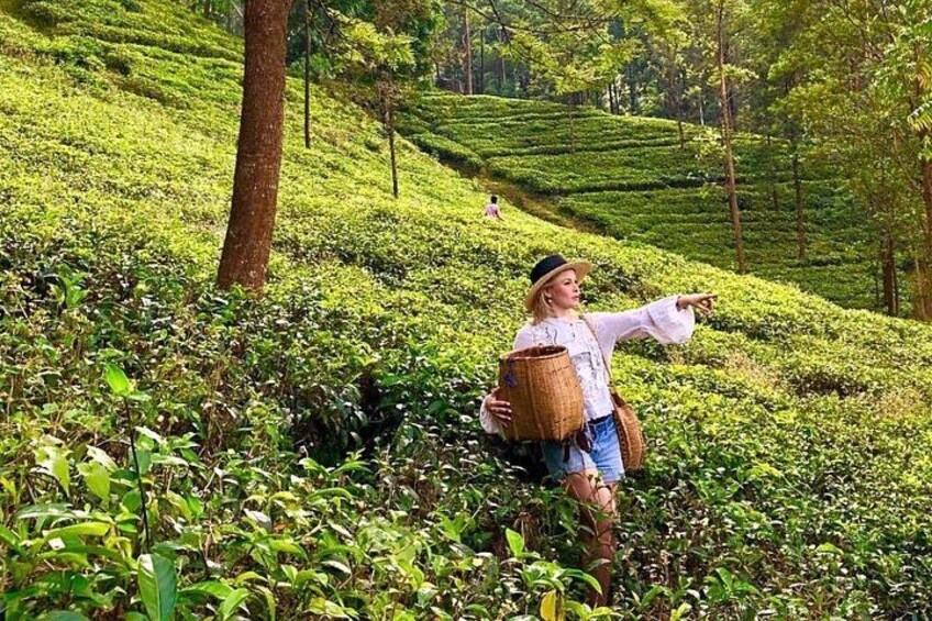 The Tea Hubs of Srilanka 4