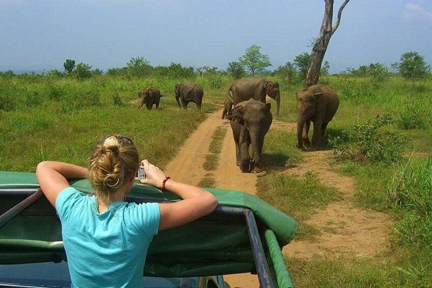 A vehicle on a dirt path with elephants in the background. 2
