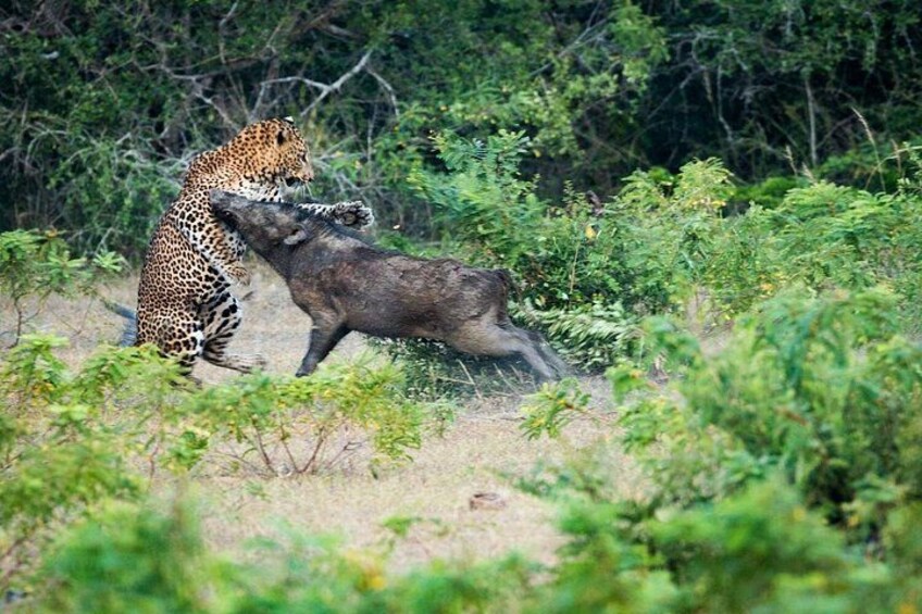 Yala Safari 5