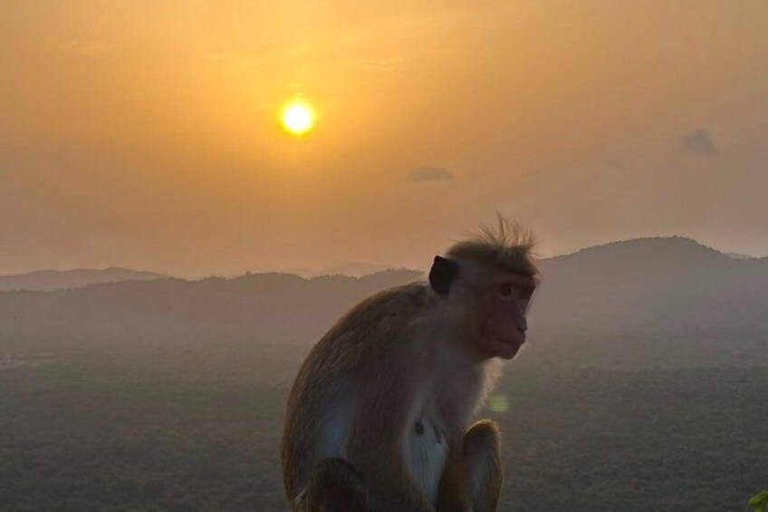 A monkey sitting on a ledge with a sunset in the background. 5