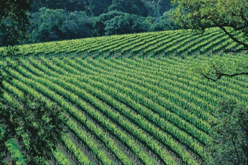 Un vignoble avec des rangées de vignes. 3