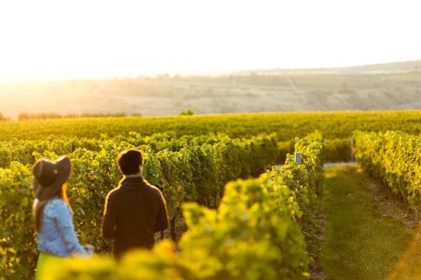 Un vignoble avec des rangées de vignes et un sentier. 1