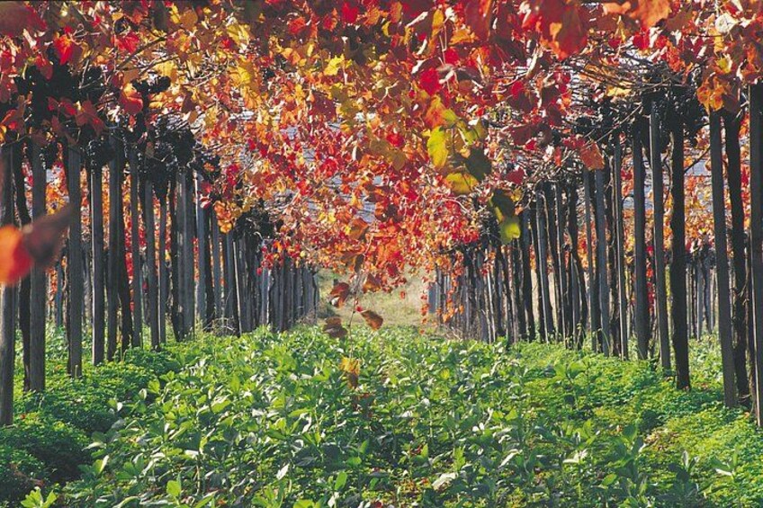 Un vignoble avec des rangées de vignes et une canopée de feuilles d’automne. 2
