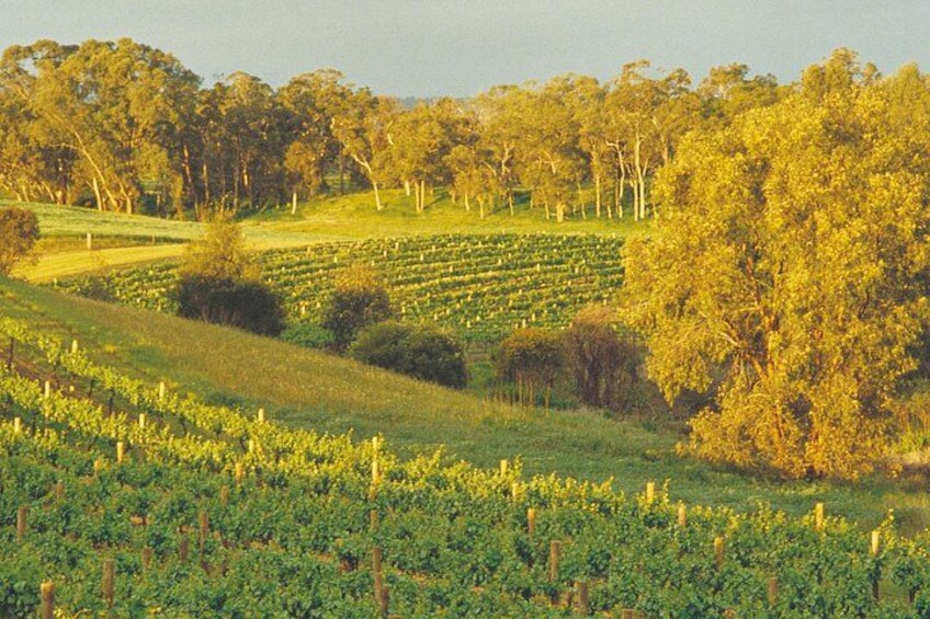 Swan Valley Private Tour 1